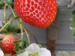 ̂䂫Ɣ_@EԂǂ̊ό_ւ̓eʐ^1