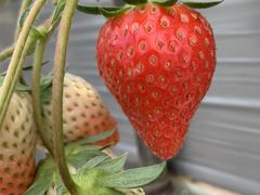 ̂䂫Ɣ_@EԂǂ̊ό_ւ̓eʐ^2