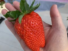 񂳂̃AOX^[XyVւ̓eʐ^1