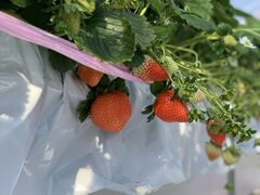 񂳂̃AOX^[XyVւ̓eʐ^2