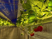 THE FARM 󂢂̓eʐ^2