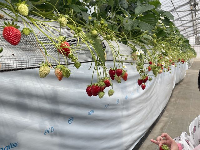 �C�`�S���_�������_���������s�A�b�c�@