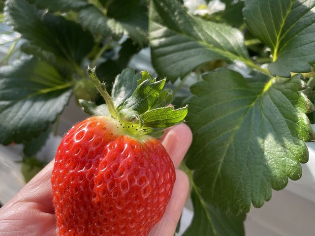 �V�����i�킾�����ł�_�R��FUJI�t���[�c�p�[�N