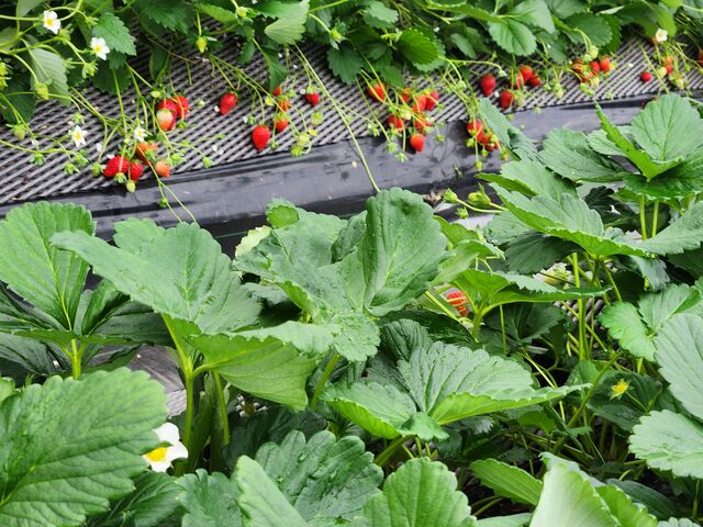 �Ⴂ�͔|�̕��͎�ނ��������񂠂�܂����B_ICHIGOHOUSE HITACHINAKA