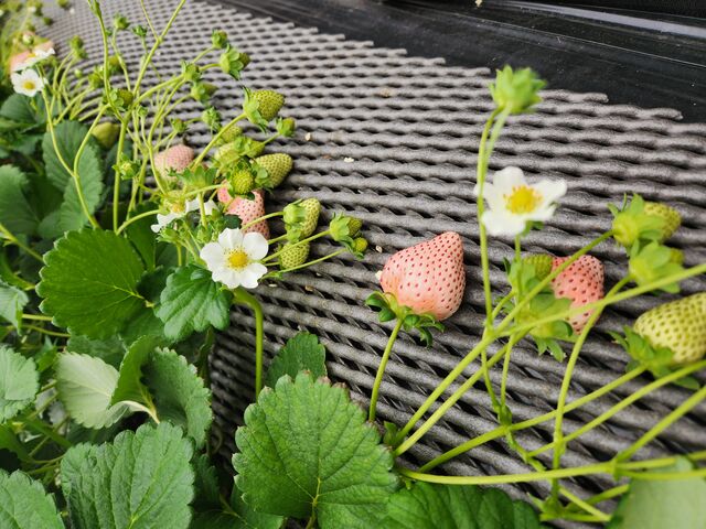 ��������������܂����B
��܂Ńs���N���H�׍��Ƌ����Ă��炢�܂����B_ICHIGOHOUSE HITACHINAKA