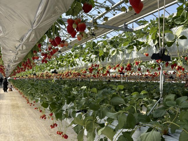 ��������̃C�`�S�B��_�t�@�[������� �É͓X