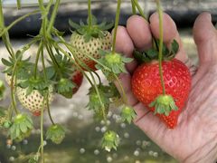 Nj񂳂̂Ђ̂ւ̓eʐ^1