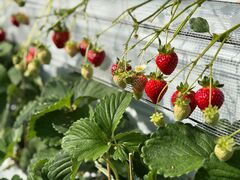 non͉̂ʎ̑܂ǂւ̓eʐ^1