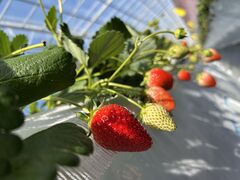 ݂The Little Beeւ̓eʐ^1