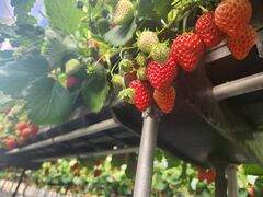 [ICHIGOHOUSE HITACHINAKAւ̓eʐ^1