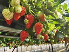 [ICHIGOHOUSE HITACHINAKAւ̓eʐ^2