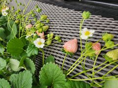 [ICHIGOHOUSE HITACHINAKAւ̓eʐ^4