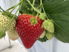 �������񂳂�̂��ꂵ���̂�ւ̓��e�ʐ^1