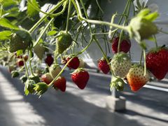 ̂Sugar Berry ˂_ւ̓eʐ^1