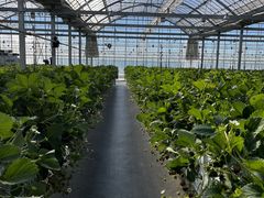 Sugar Berry ˂_̎ʐ^2