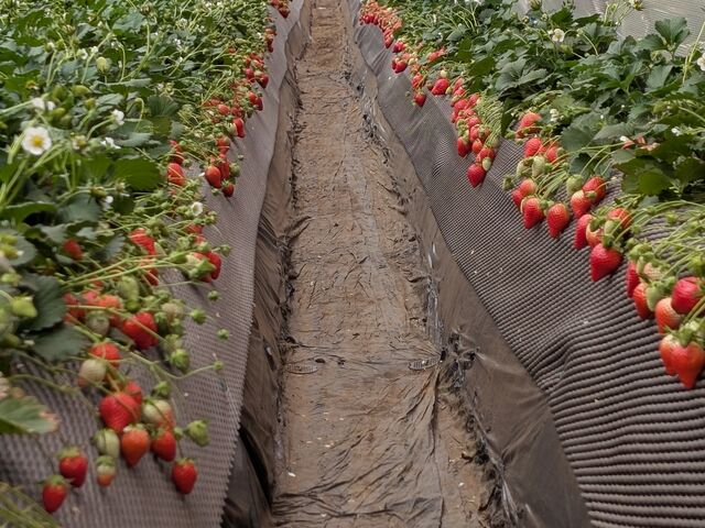 ������_�C�`�S�m�C�G