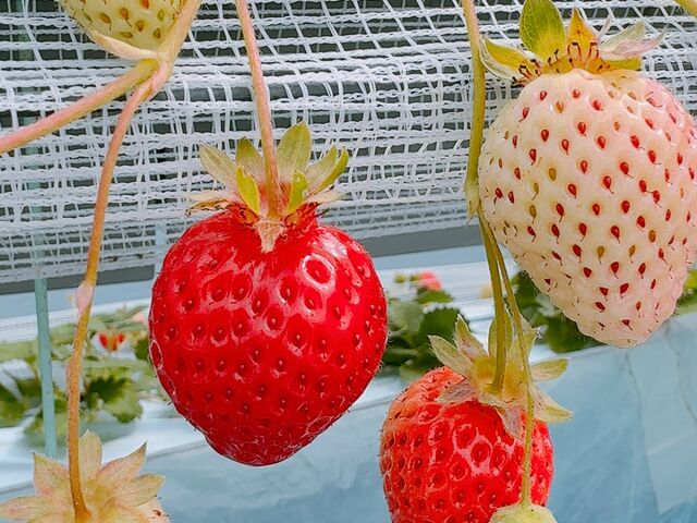 䕂̗l�q_�J���ό���������