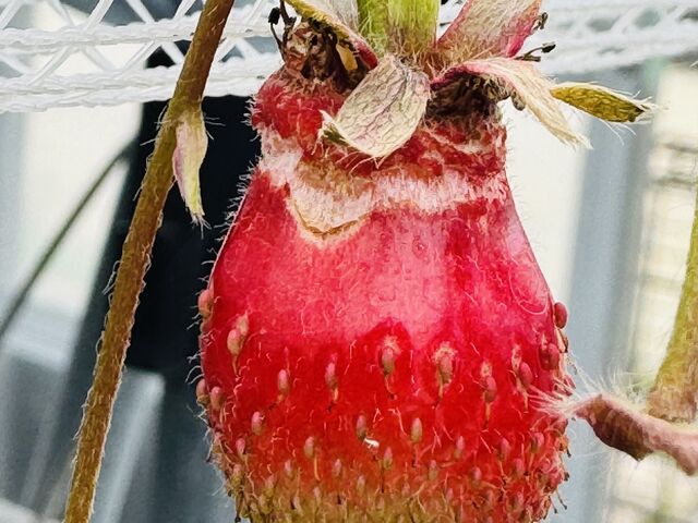 䕂̗l�q2_�J���ό���������