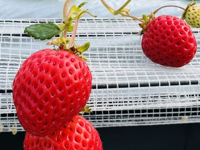 䕂̗l�q4_�J���ό���������