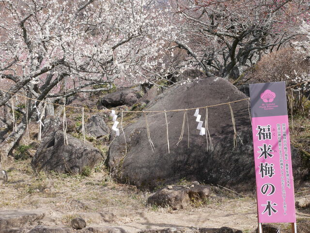 ~̖؂ł@K^܂悤_}gR~т̔~