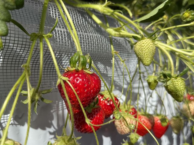 �����������������������񂠂肵�Ⴊ�܂��ɓE�݂Ƃ��^�C�v�ł����B_strawberry farm �ӂ�����