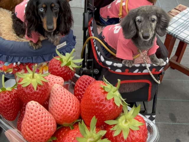 ���������Ƃ͕ʂɗp�ӂ��Ă��������Ă�5��ނ̃C�`�S����(^o^)_���܂���t���[�c�t�@�[��