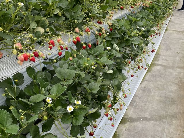 �J�n�����̗l�q_�������_���������s�A�b�c�@