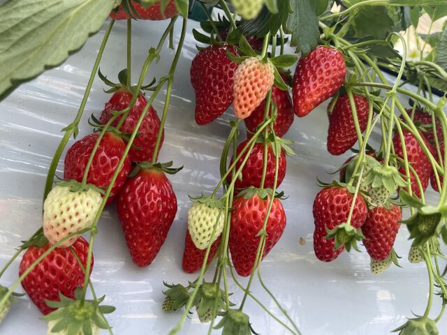 ����͂����Ђ߂ł��I���邾���ł����_���ł�(^^)_BERRYHOUSE