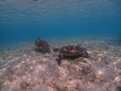 ̋{blue܂ق΂ւ̓eʐ^1