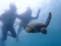 ͂邳nico {Óւ̓eʐ^1