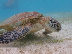 `r̋{blue܂ق΂ւ̓eʐ^1