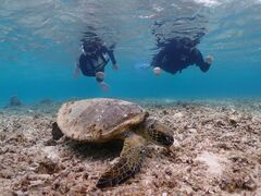 `r̋{blue܂ق΂ւ̓eʐ^1