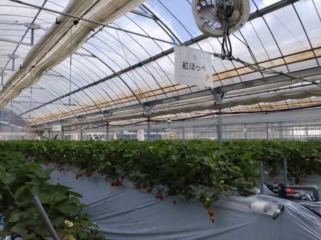 �����̎�ނ��y���߂܂���_���΂���t�@�[��