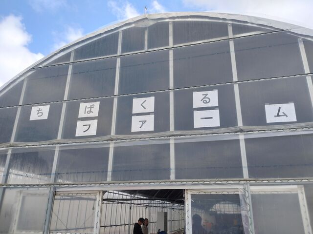 ���΂���t�@�[���@�n�E�X�̓���_���΂���t�@�[��