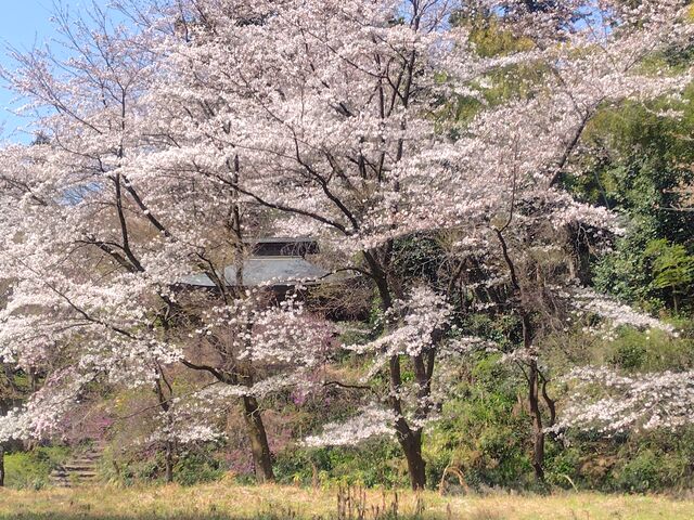 �����������O�̍�_sherpa