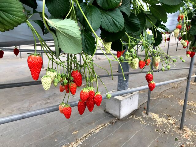 �H�ׂ���̂��������������񂠂�܂����I_�V��t�@�[���͂��ҁ[��������