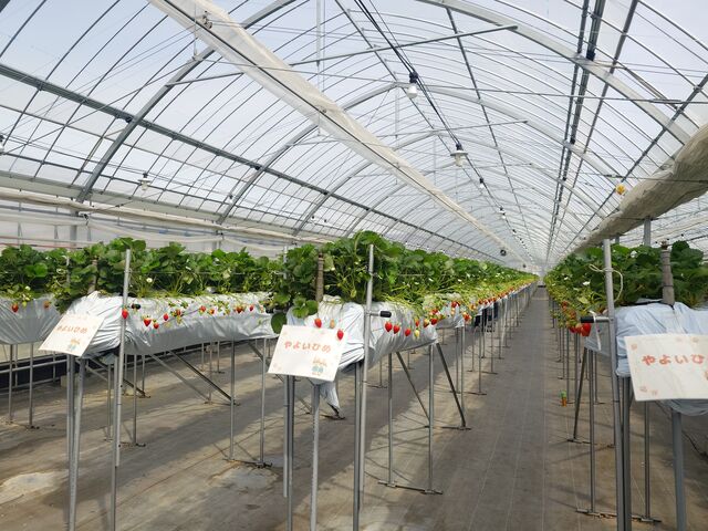 ����Ȋ����ő��������S�ł���_�c�������_��