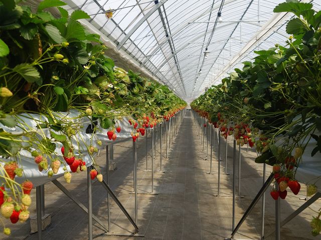 ����������Ȃ�ł���_�c�������_��