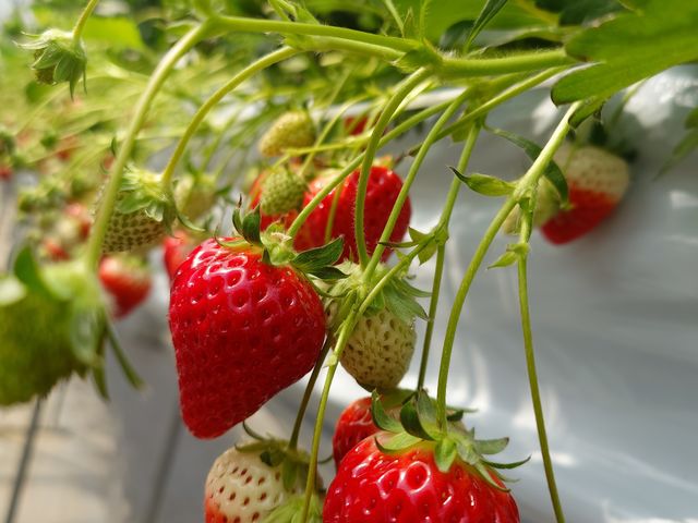 �����傫�������ł�_�c�������_��