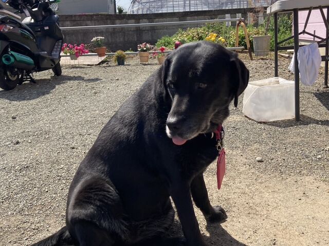 �C�`�S��D���ȊŔ������o�}�����Ă���܂���_������܂�������