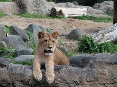 Ђł񂳂̈QƂדւ̓eʐ^1