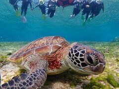 C[Y̋{blue܂ق΂ւ̓eʐ^1