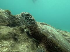 [̃I[X[Vm[P{Óւ̓eʐ^1