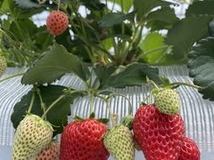 Ƃ񂿂񂳂The Little Beeւ̓eʐ^1