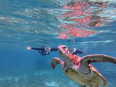 䂫񂳂nico {Óւ̓eʐ^1