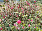 �݂�тЂ߂���̒Ŕ��d�����̃c�c�W�̓��e�ʐ^1