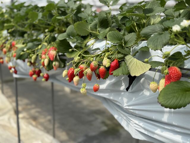 �ʐ^�̃Z���X�͂Ȃ����ǁA�^���ԂȂ������������ς��ł����I_��������farm