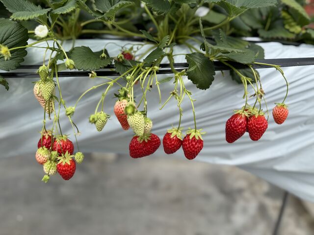 �傫���̂��������̂��܂���������Ĕ��������I_��������farm