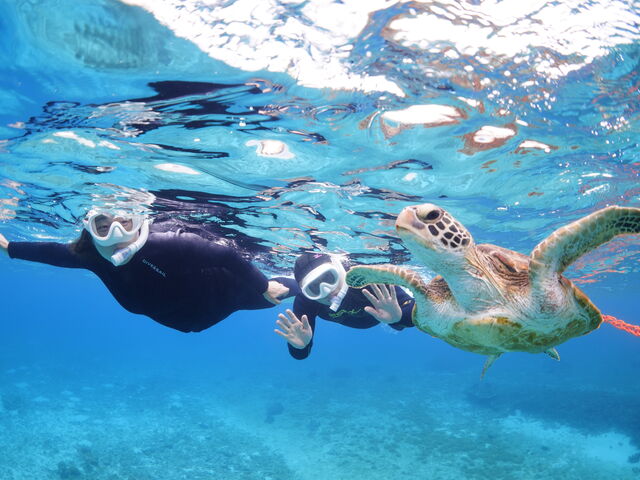 �̂�т��̊C�T�Ƃ������Ղ�j���܂���_Lilo Miyakojima