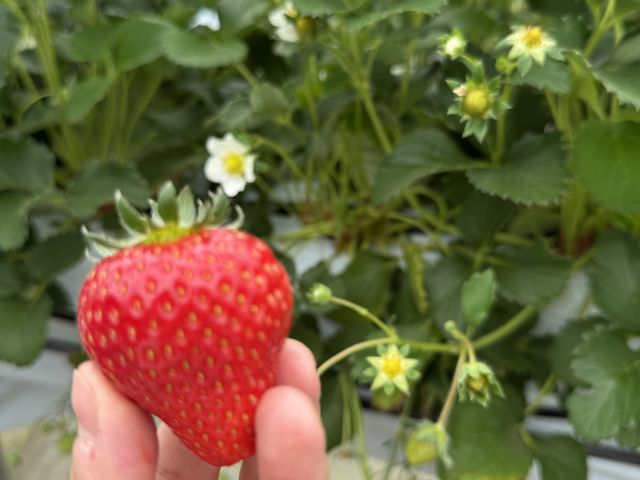 �傫���C�`�S������������Ă܂����I_��������farm
